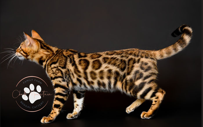 United States Best Bengal Breeder